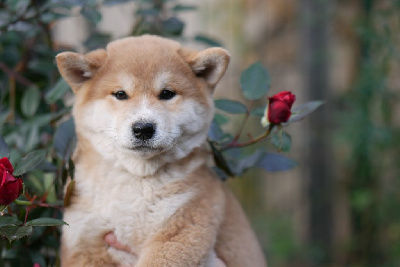 Les chiots de Shiba