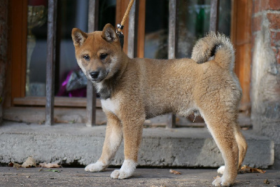 Les chiots de Shiba