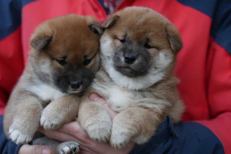 Shiba - Des Roses De Charlemagne