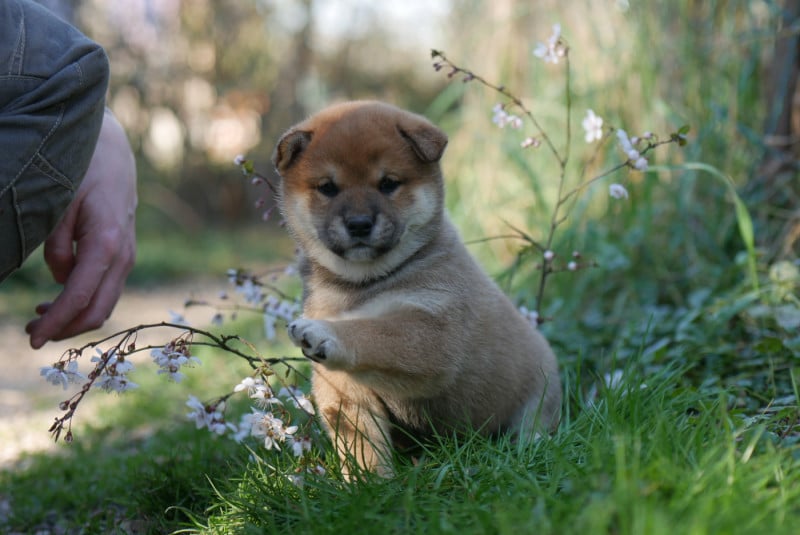 Shiba - Des Roses De Charlemagne