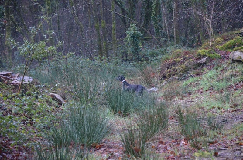 Légend Des Bords Du Yar