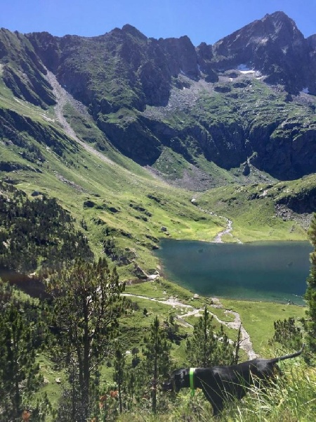 Lys Des Bords Du Yar
