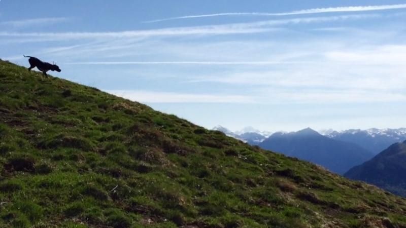 Lys Des Bords Du Yar