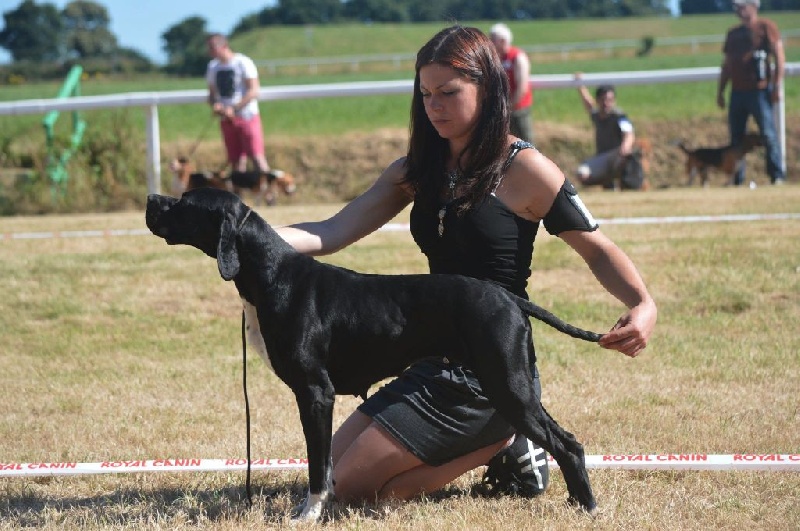 Harmoric Des Bords Du Yar - 1er EXC CACS Meilleur de Race sexe opposée