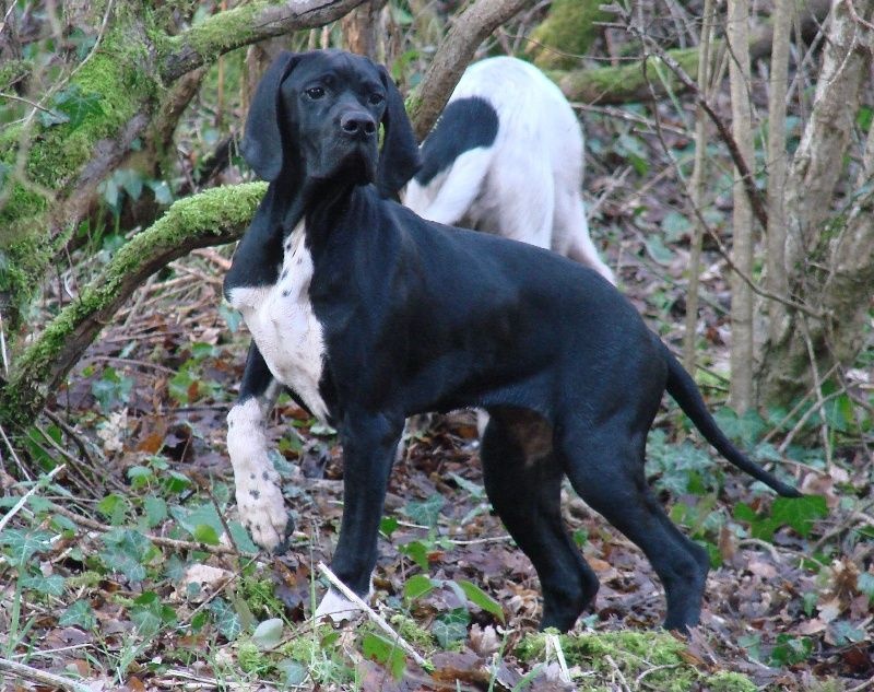 Harmoric Des Bords Du Yar - TAN