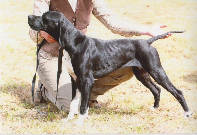 Harmoric Des Bords Du Yar - 1er excellent Classe Intermédiaire Femelle