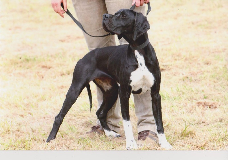 Harmoric Des Bords Du Yar - 1er excellent Classe Intermédiaire Femelle