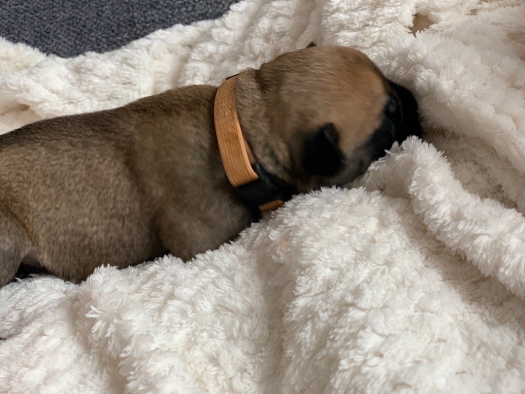 Chiot Bullmastiff Collier Marron Clair Mâle Disponible En