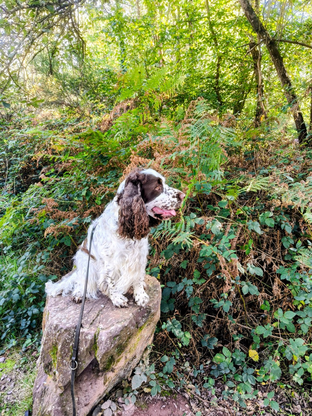 Publication : Du petit coin tranquil Auteur : Du Petit Coin Tranquil