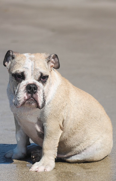 Publication : Of Swan Lake Bull Auteur : swan lake bull