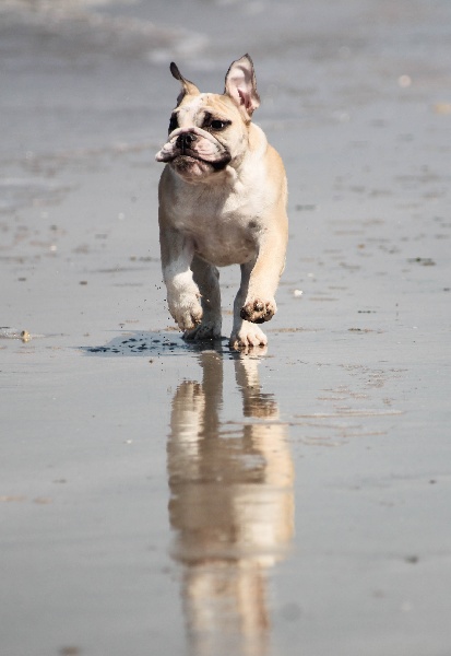 Publication : Of Swan Lake Bull Auteur : swan lake bull