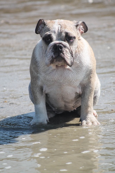 Publication : Of Swan Lake Bull Auteur : swan lake bull