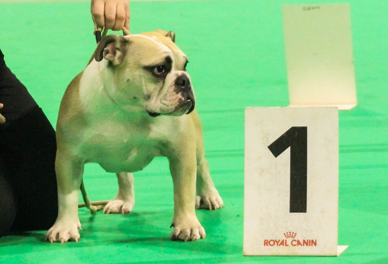 Izkira Of Swan Lake Bull - 1er très prometteur