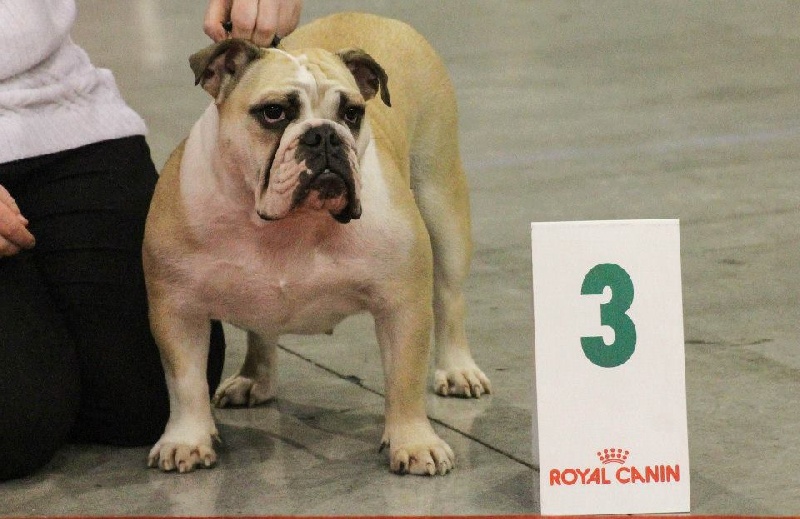 Izkira Of Swan Lake Bull - 3ème excellent