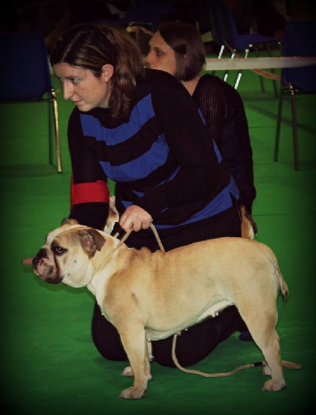 Izkira Of Swan Lake Bull - 4ème très bon