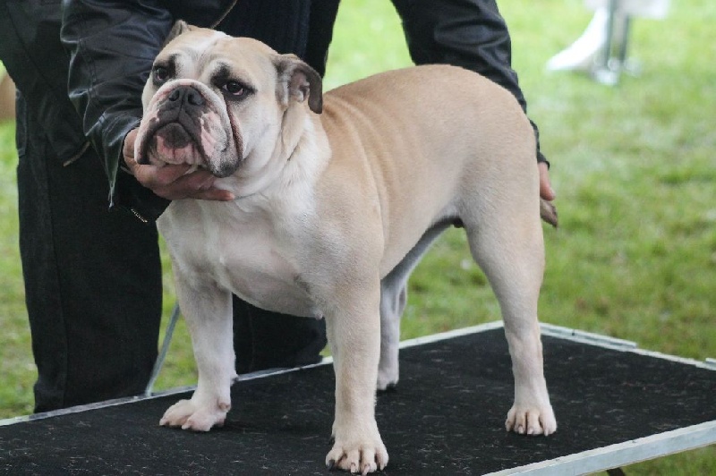 Izkira Of Swan Lake Bull - tres bon