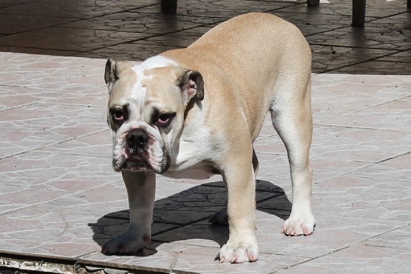 Izkira Of Swan Lake Bull - prometteur