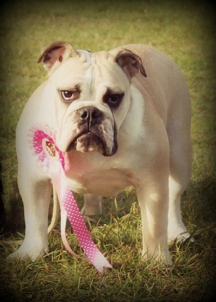 Izkira Of Swan Lake Bull - très prometteur