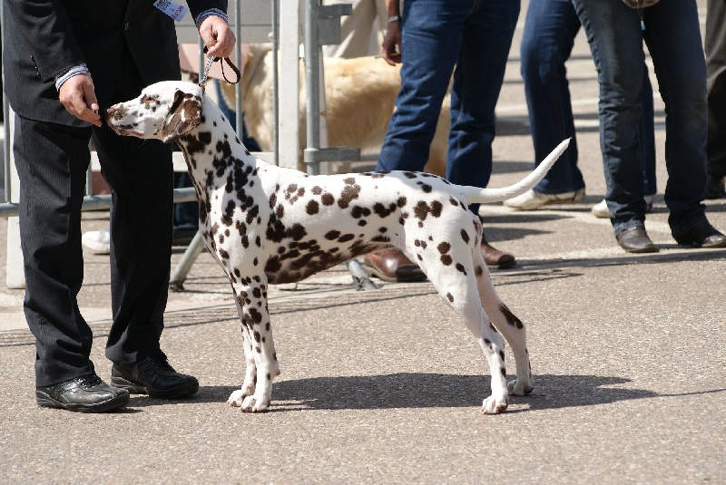 Publication : Du Bois Du Ronchy Auteur : Bernard Lozet