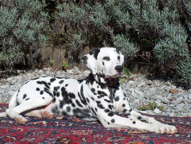 Publication : Du Bois Du Ronchy