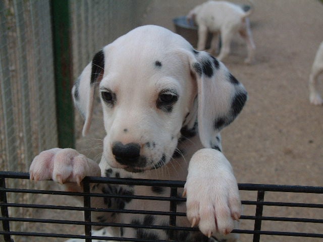 Publication : Du Bois Du Ronchy