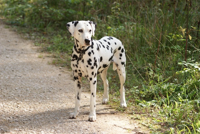 Publication : Du Bois Du Ronchy