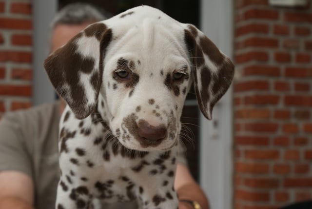 Publication : Du Bois Du Ronchy Auteur : Bernard Lozet