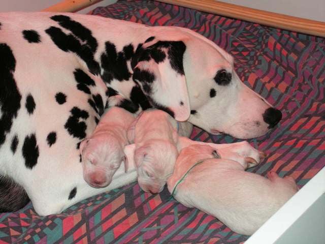 Publication : Du Bois Du Ronchy