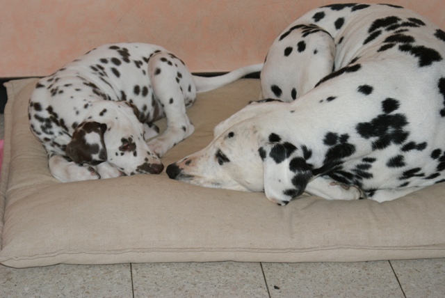 Publication : Du Bois Du Ronchy Auteur : Bernard Lozet