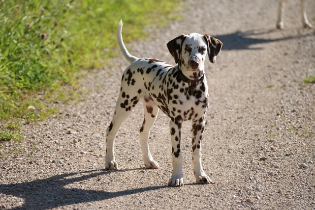 Publication : Du Bois Du Ronchy Auteur : Bernard Lozet