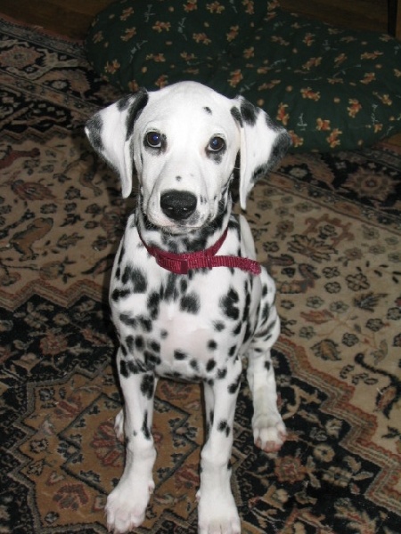 Publication : Du Bois Du Ronchy