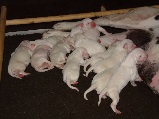 Publication : Du Bois Du Ronchy