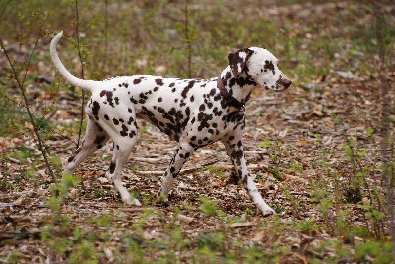 Publication : Du Bois Du Ronchy Auteur : Bernard Lozet