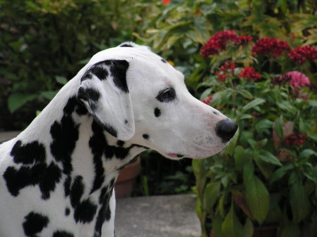 Publication : Du Bois Du Ronchy