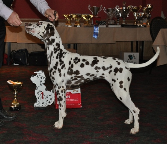 Kenya per makuli - Classe intermédiaire: 1°EXCELLENT