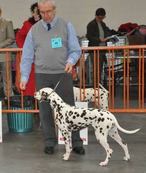 Kenya per makuli - Classe ouverte: 2° EXCELLENT ET RCAC ET RCACIB