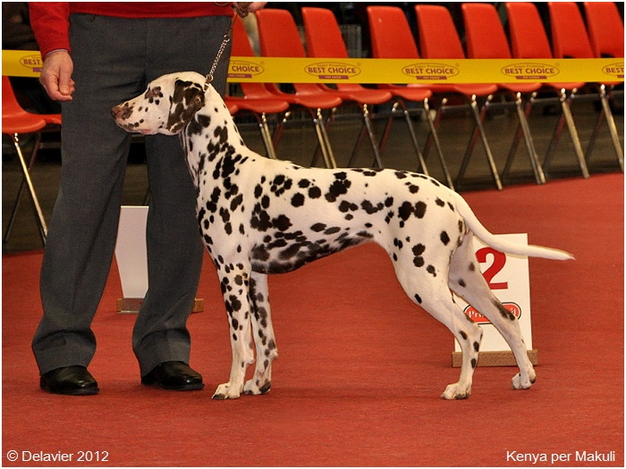 Kenya per makuli - Classe ouverte: 2° EXCELLENT