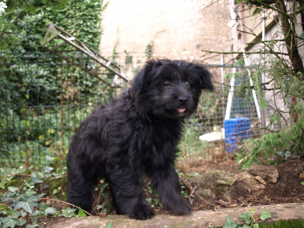 Publication : Du Val Des Belettes Auteur : Val des Belettes