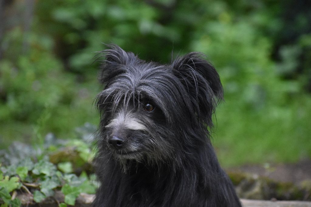 Publication : Du Val Des Belettes Auteur : Val des Belettes