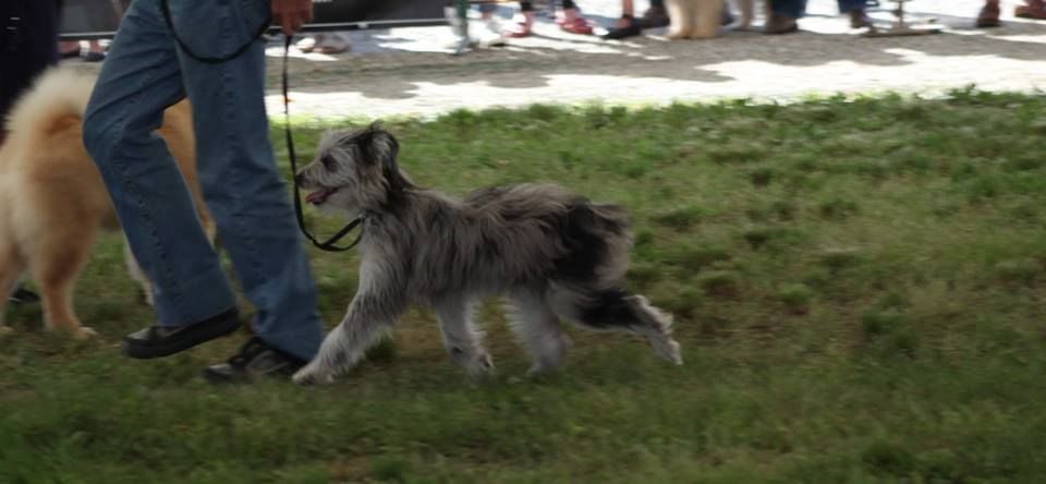 Nolimit bleue Du Val Des Belettes - Très prometteur + 2° Ring d'honneur classe Baby