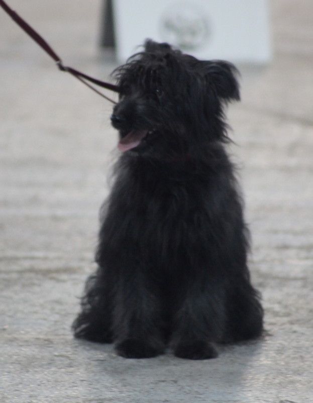 Plume noire Du Moulin D'ébène - Trés prometteur