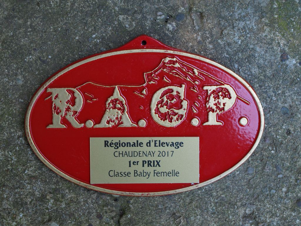 Nolimit bleue Du Val Des Belettes - Très prometteur