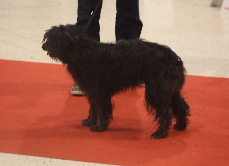 Plume noire Du Moulin D'ébène - Trés prometteur