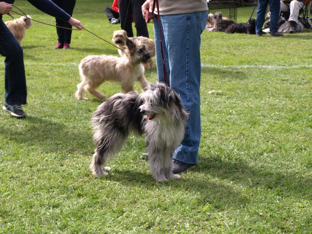 Nolimit bleue Du Val Des Belettes - Très prometteur