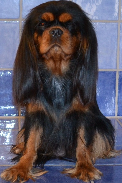 Gala Du Nid Des Palombes - 1 er EXCELENT/ C.A.C.S/