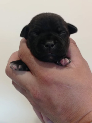 Les chiots de Staffordshire Bull Terrier