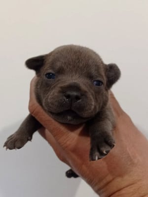 Les chiots de Staffordshire Bull Terrier