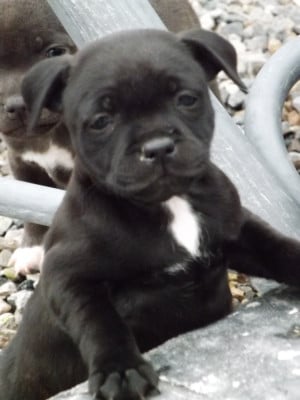 Les chiots de Staffordshire Bull Terrier