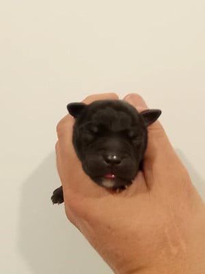 Les chiots de Staffordshire Bull Terrier