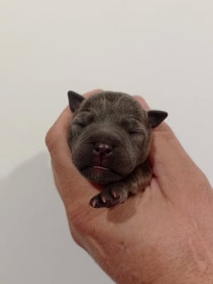 Les chiots de Staffordshire Bull Terrier